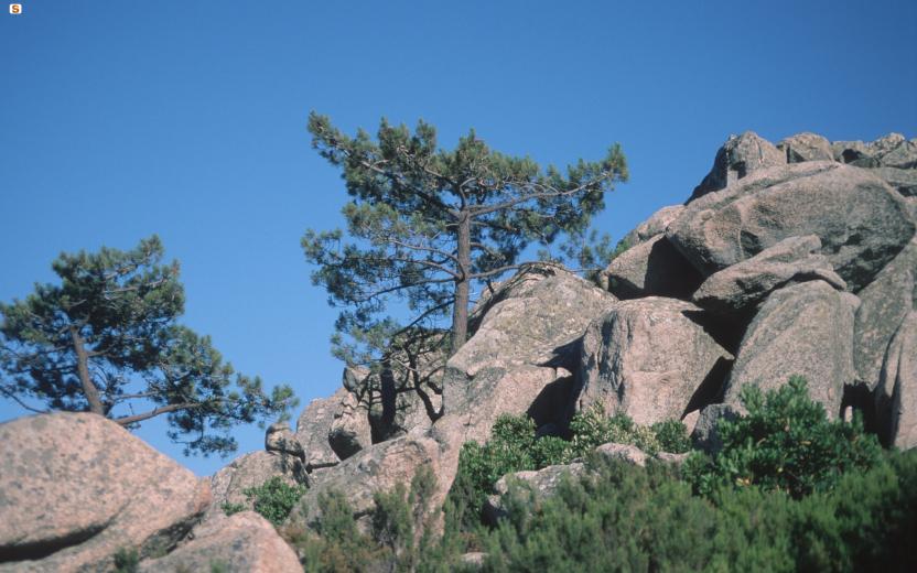 Larici tra le rocce del Monte Limbara