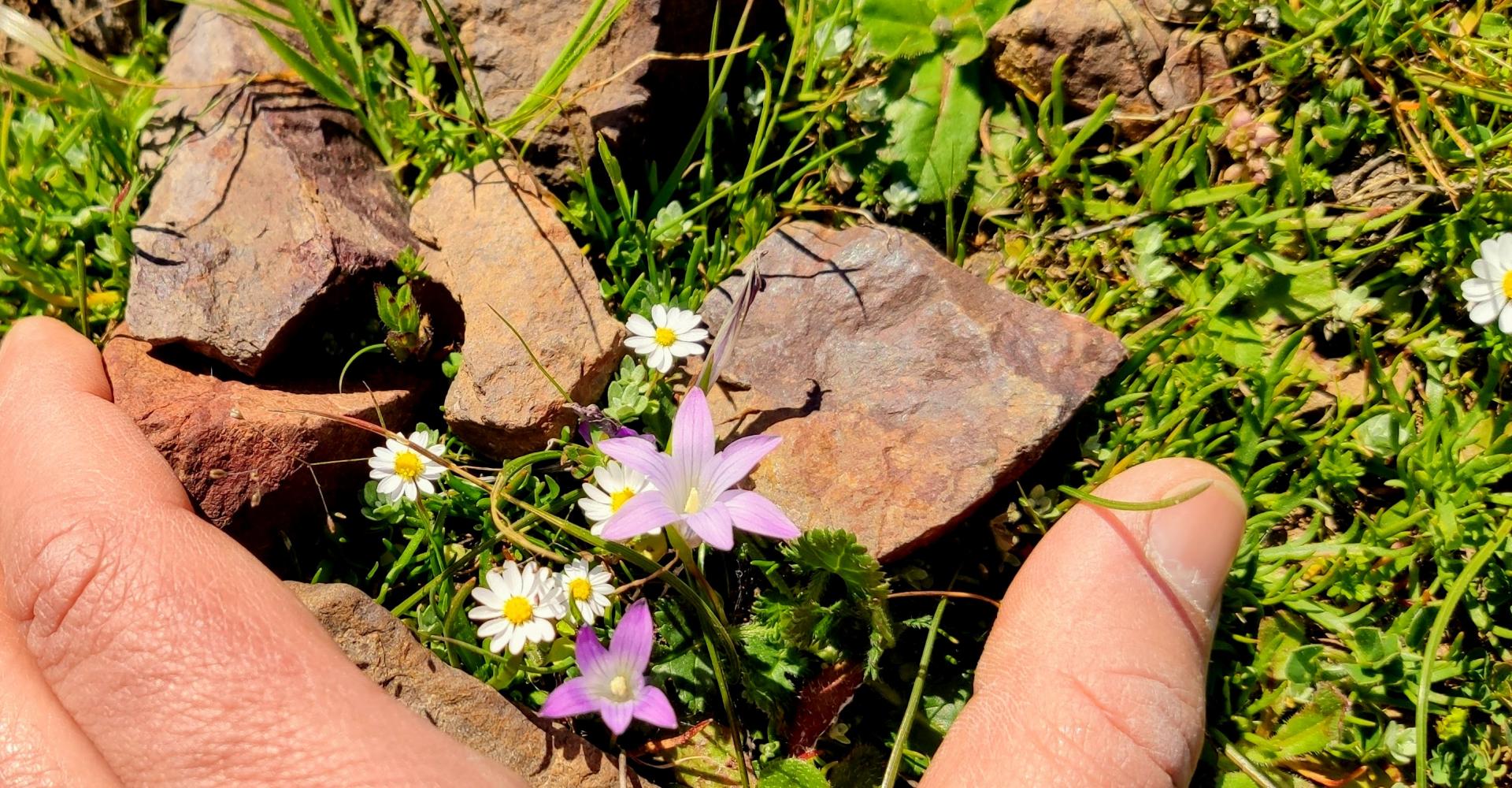 Muschio e fioritura primaverile