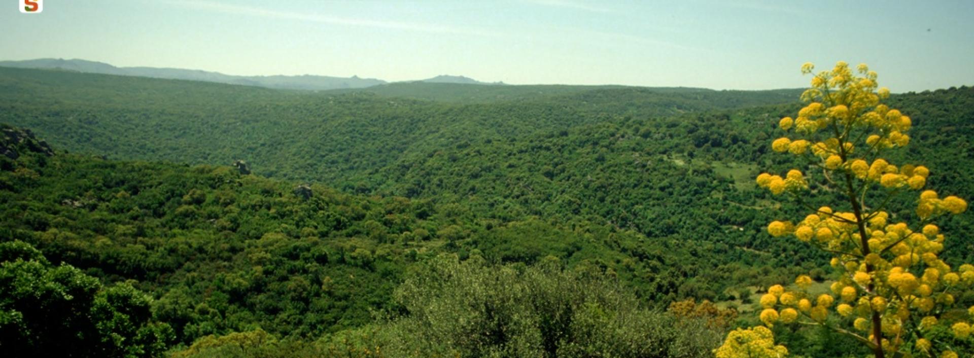 Bosco di Alà dei Sardi