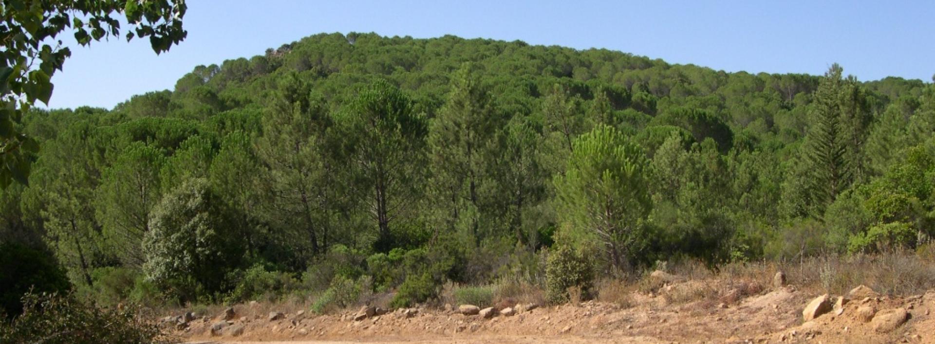 Monti, foresta di Monte Olia