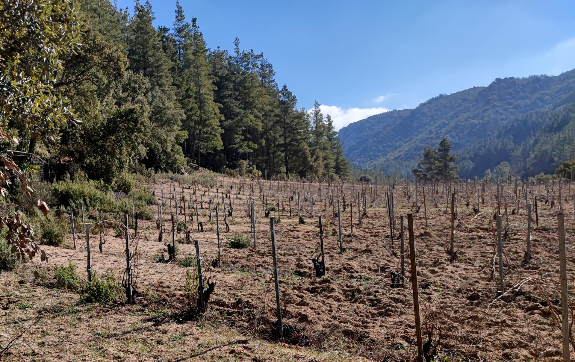 Vigneto di Tepilora (Canale di Pentumas a valle di Su Lisandru)