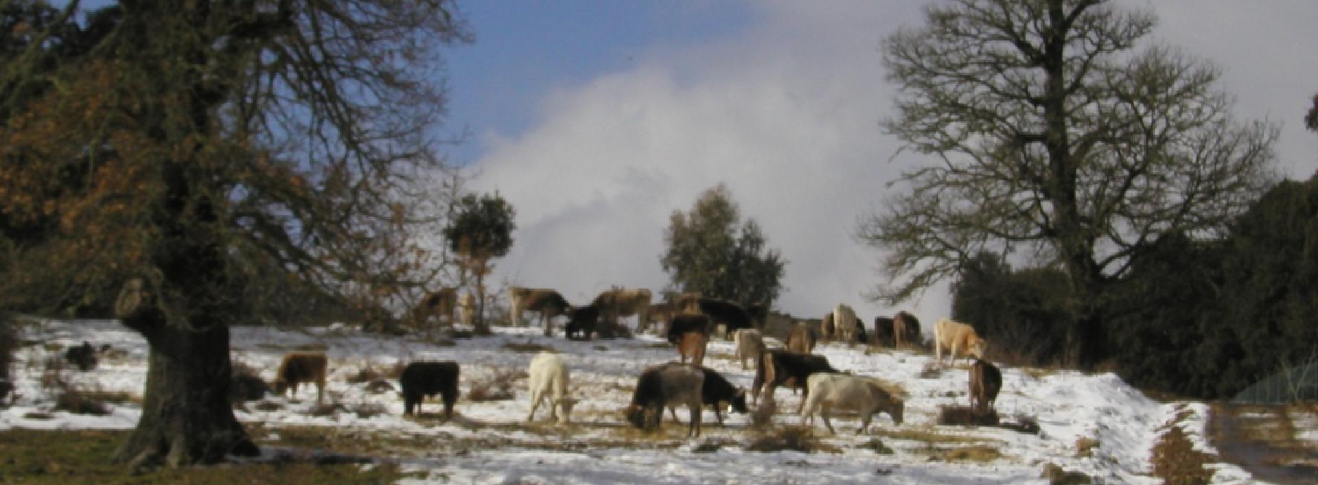 Illorai, località Jscuvudè