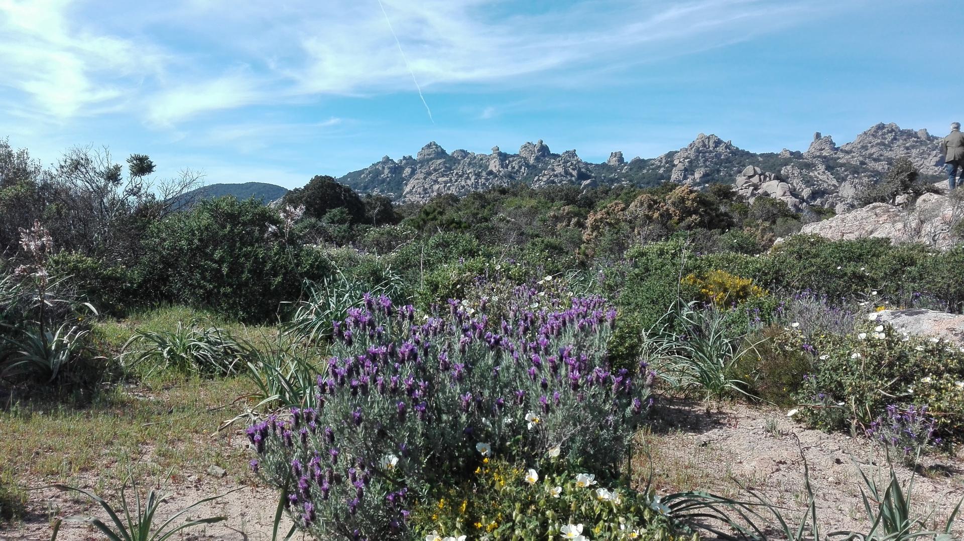 foto panoramica in loc. Acqueddas lungo sentiero vs aree sperimentali del Life ceduo.JPG